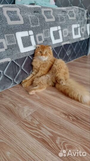 Кот в добрые руки