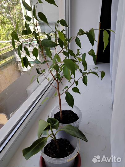 Комнатные растения