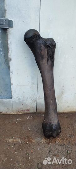 Кость мамонта