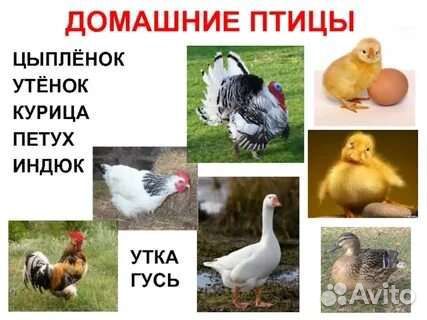 Куры,гуси,утки