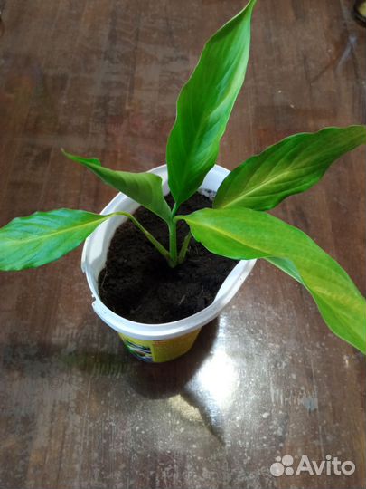 Спатифилум или женское счастье