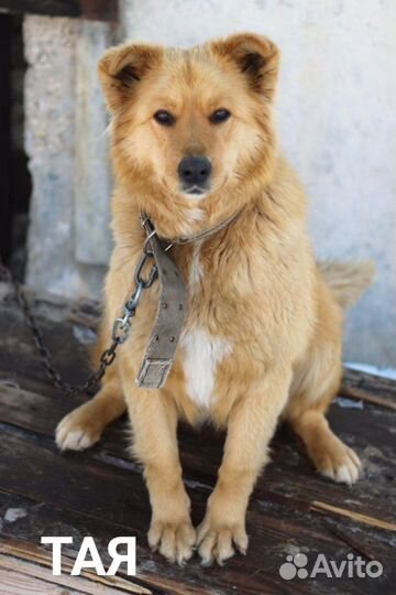 Собака в добрые руки