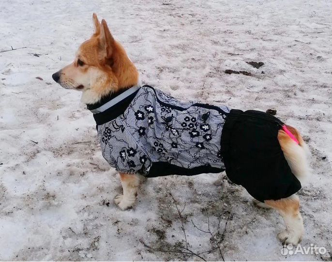 Дождевики/ грязевики, пыльники для собак