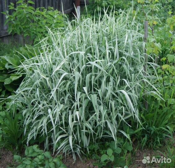 Декоративные злаки элимус, фалярис