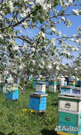 Продам пчелосемьи