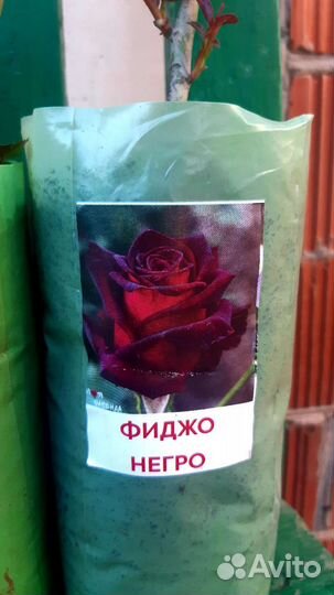 Розы разные