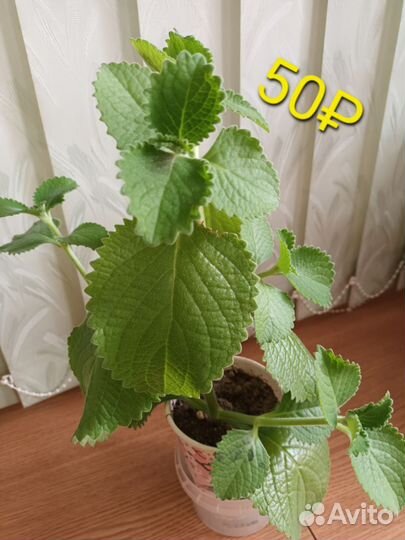 Комнатные цветы