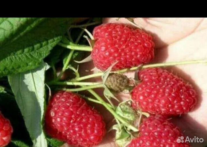 Малина саженцы