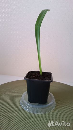 Гиппеаструм