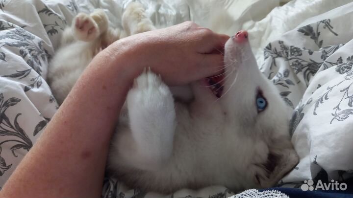 Щенок песца 3 месяца