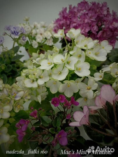 Фиалки сортовые мини/полумини