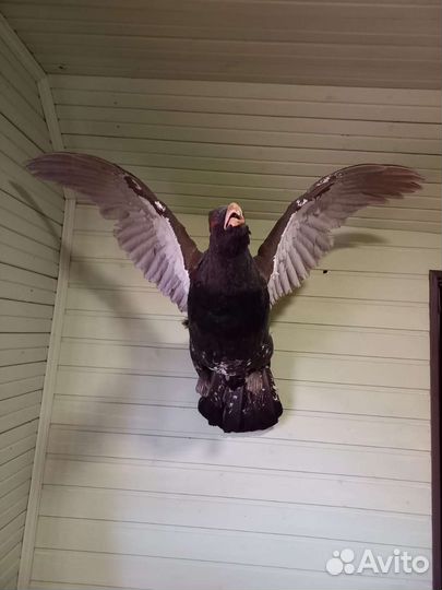 Чучело глухаря