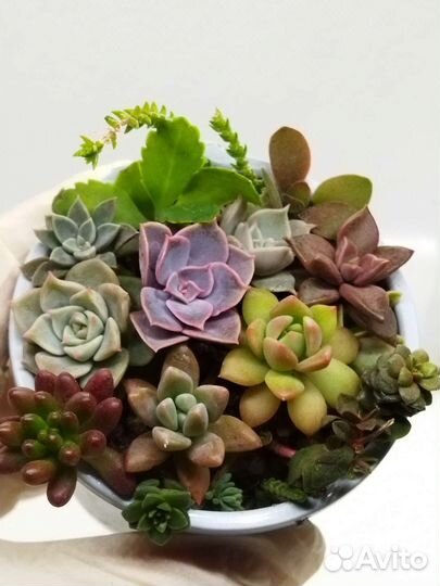 Красивые суккуленты 8
