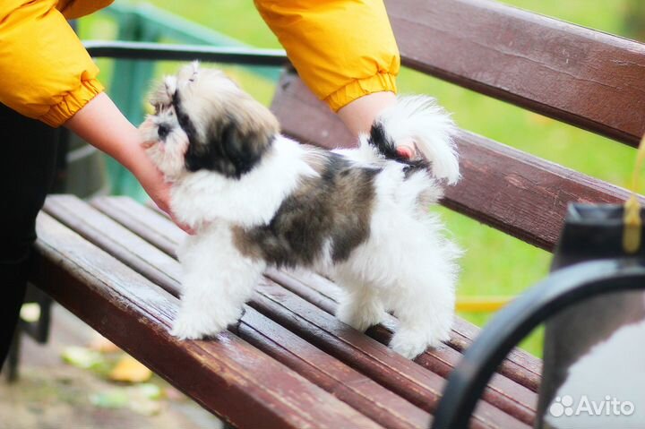 Великолепный мальчик Ши-тцу