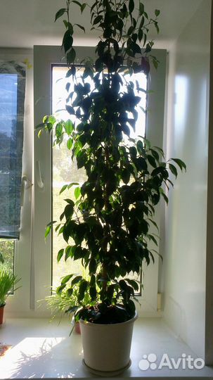 Фикус Бенджамина