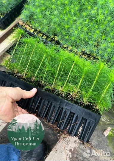 Сосна зкс окс сеянцы Ель Лиственница Голуб Горная