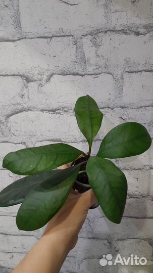 Фикус циатистипула