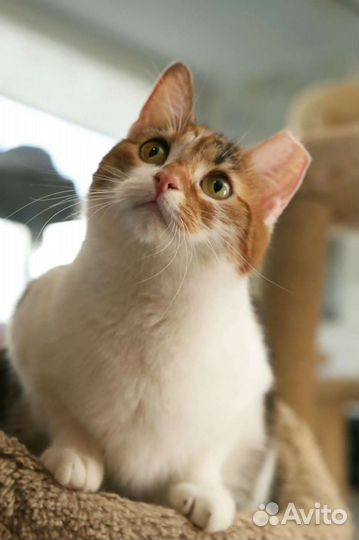 Кошка в дар