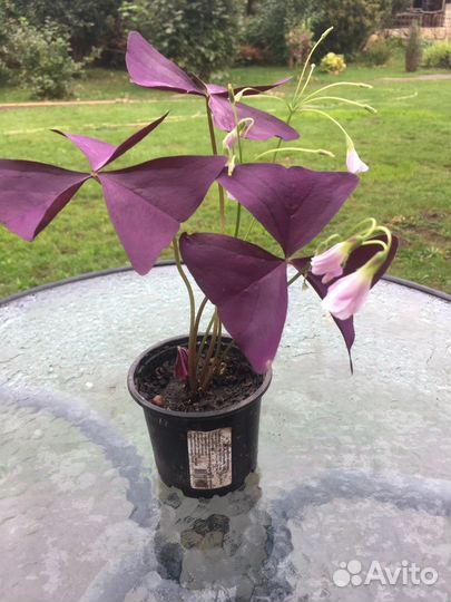 Комнатный цветок Кислица треугольная