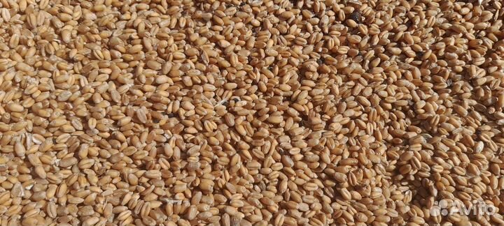 Пшеница, овес
