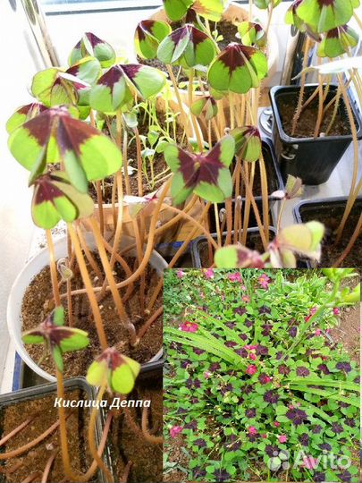 Цветы домашние комнатные