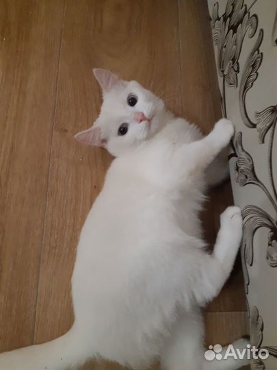 Отдам в добрые руки мальчик котенок