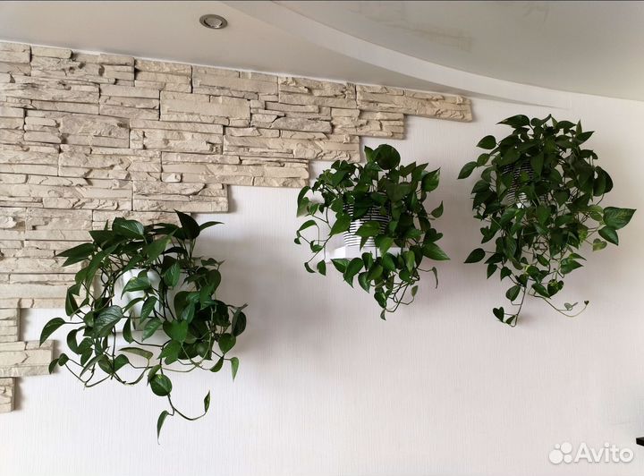 Сциндапсус