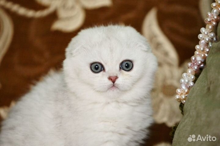 Вислоухие и прямоухие серебристые шиншиллы