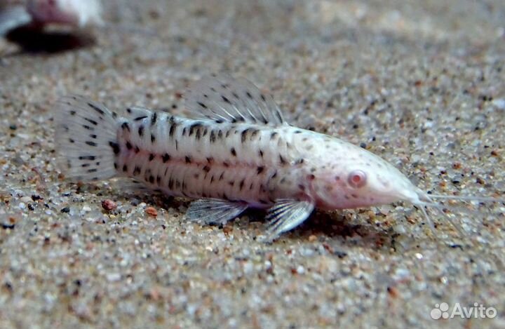 Торакатум альбинос (таракатум). Аквариумный сомик