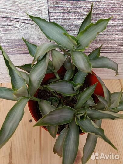 Традесканции 38 сортов, часть 4