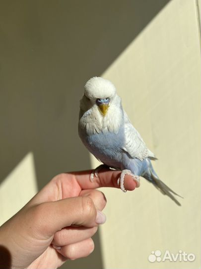 Ввп чех, выставочный волнистый попугай