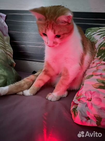 Котик ищет семью