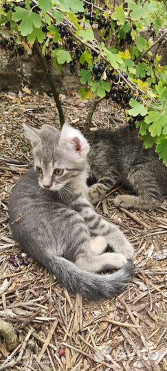 Котята в добрые руки бесплатно мальчики