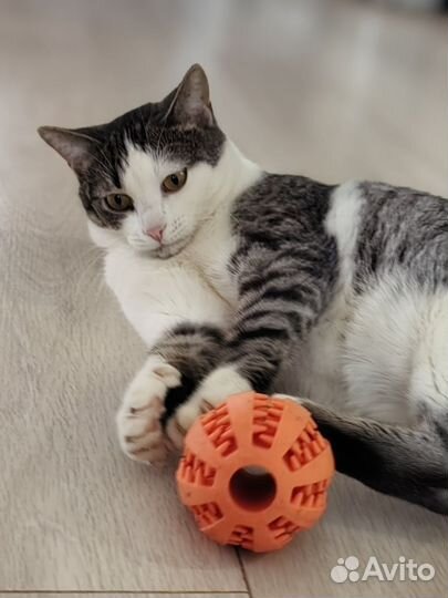 В добрые руки Люси