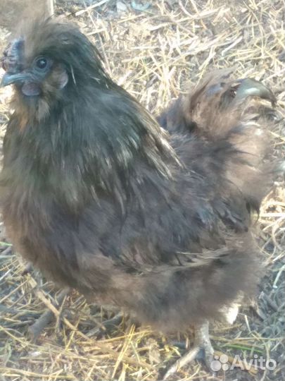 Петухи на племя шелковые и лакеданзи
