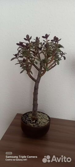 Толстянка, денежное дерево