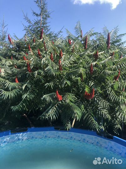 Уксусное дерево