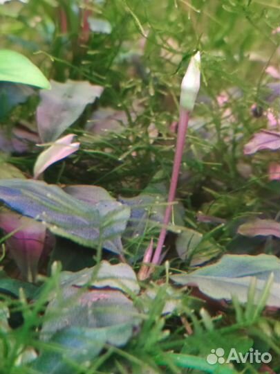 Буцефаландры