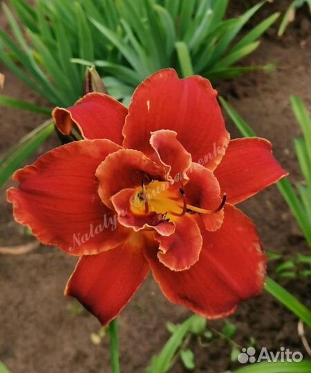 Набор лилейников