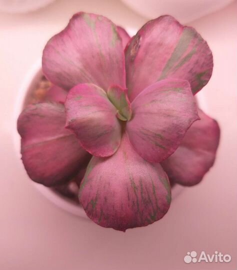 Редкие Суккуленты/ Эхеверия/ Эчеверия