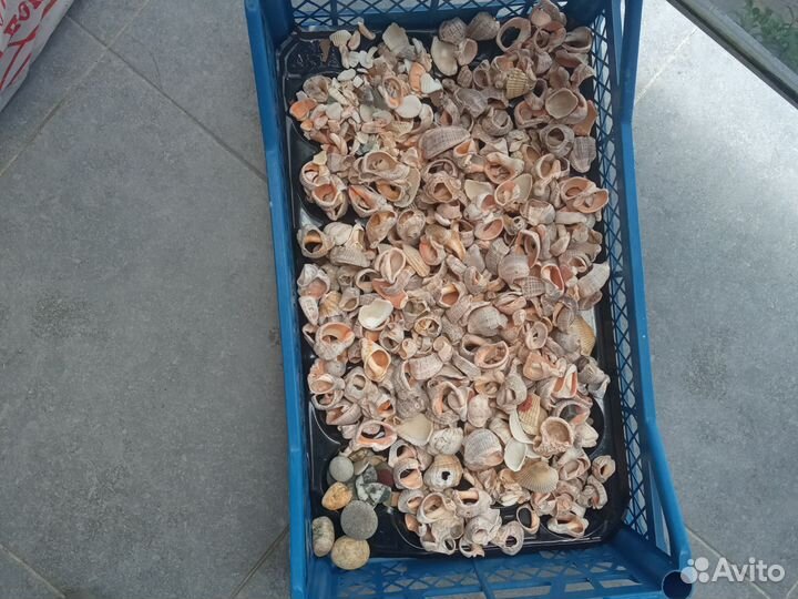 Морские ракушки