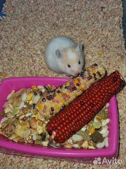 Сирийские хомячки разных окрасов, 3 недельки