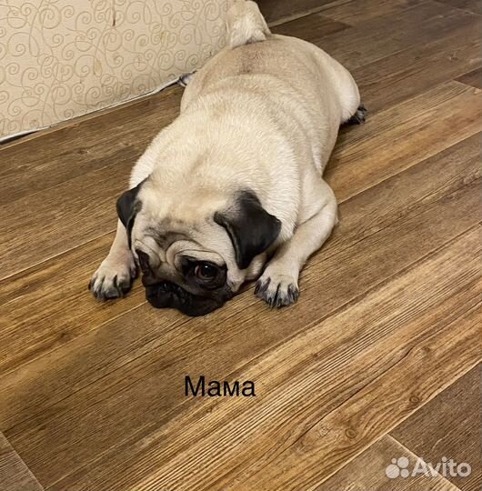 Щенки мопса