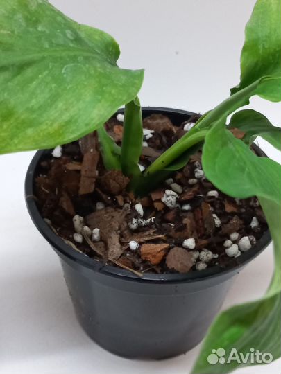 Спатифиллум сенсация