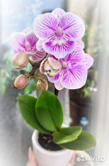 Орхидея миниатюрная