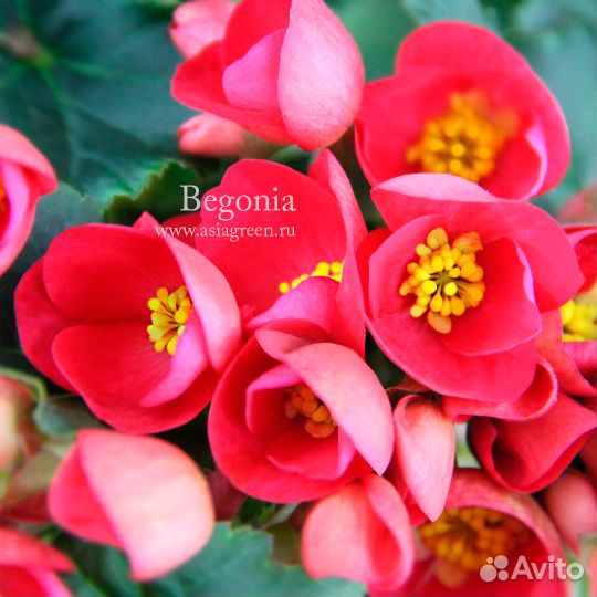 Съедобные цветы