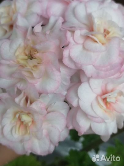 Пеларгонии сортовые