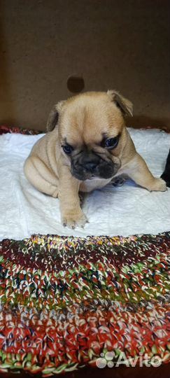 Французский бульдог