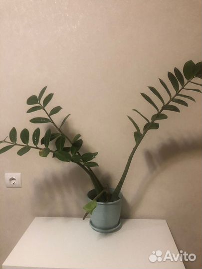 Замиокулькас