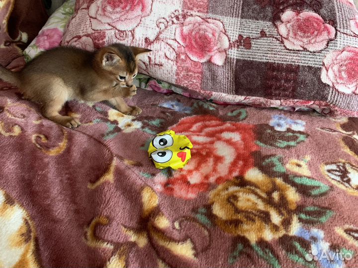 Абиссинская